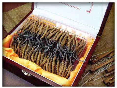 临潼冬虫夏草回收